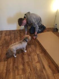 Building the bed with dog supervision
